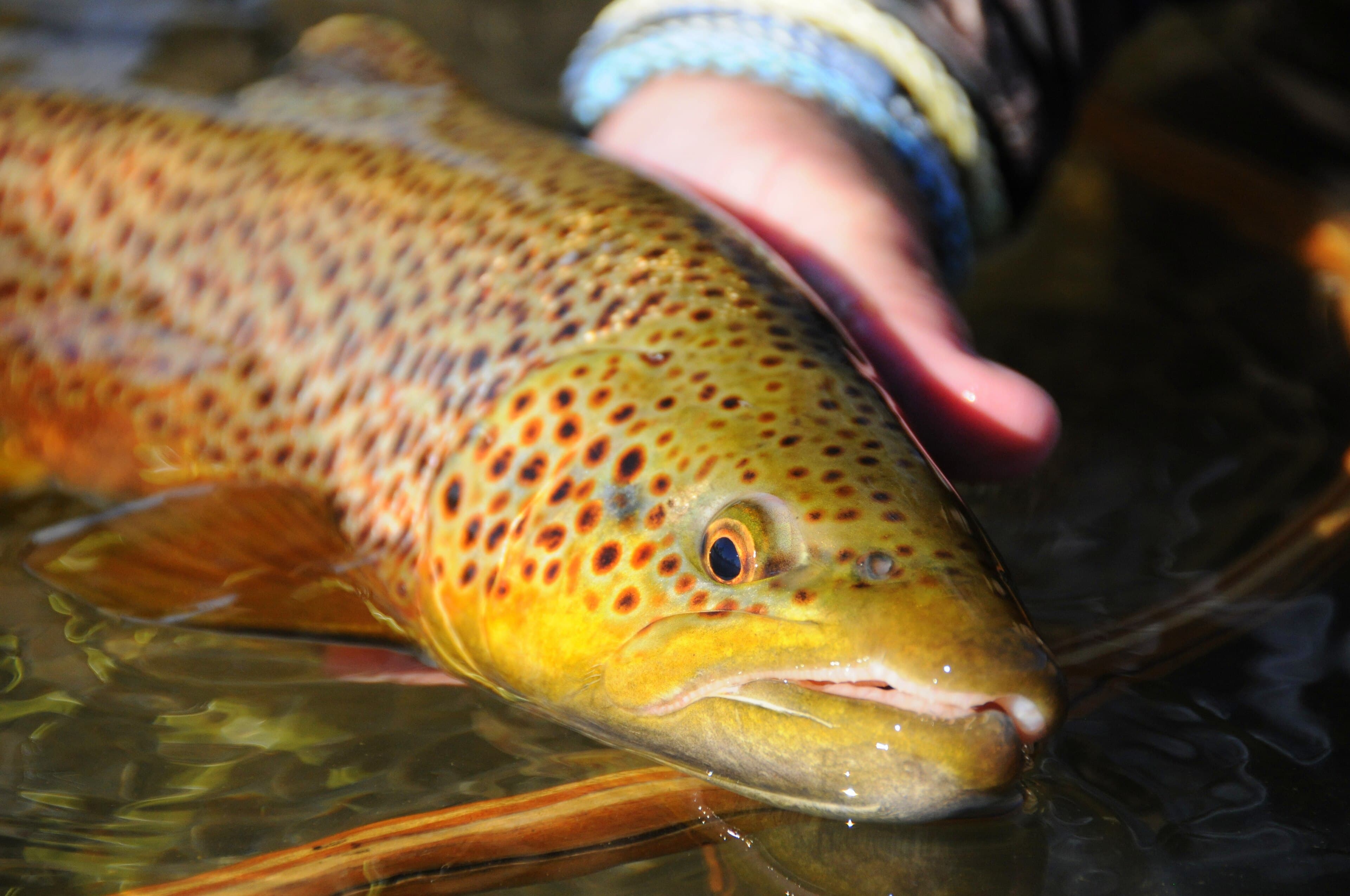 A colored-up brown trout in the Green River at Seedskadee National Wildlife Refuge, October 2018. Photo by Tom Koerner, U.S. Fish and Wildlife Service.