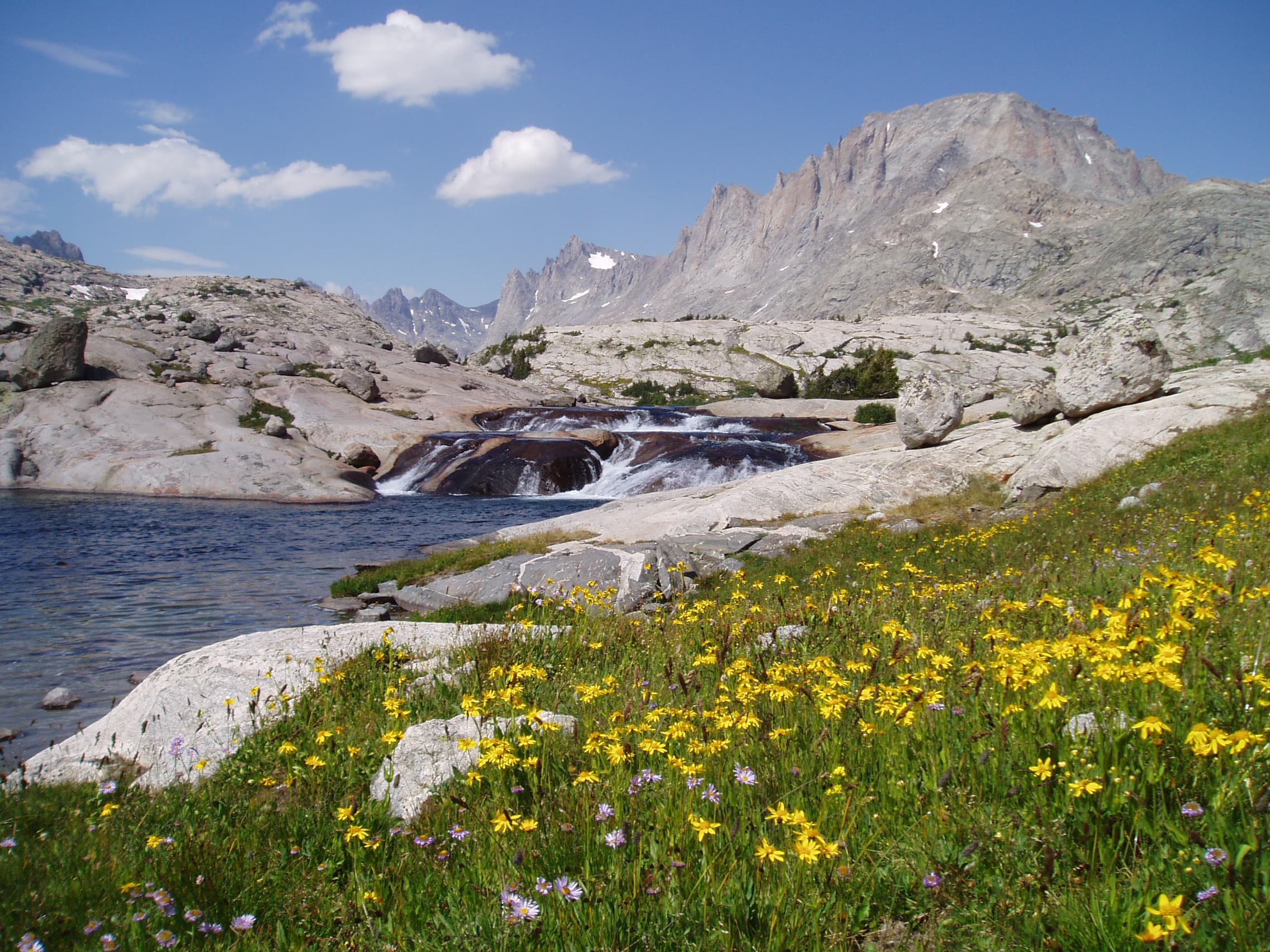 Wildflowers in Titcomb Basin, Bridger Wilderness, Pinedale Ranger District, July 2006. Forest Service photo by Doug Wewer.